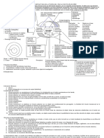 Esquema o Estructura de La Teoría Del Vínculo de Pichón Rivière