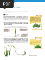 Clasificacion de Las Plantas