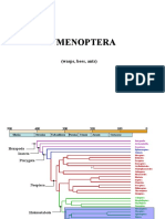 Hymenoptera: (Wasps, Bees, Ants)