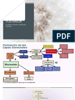 Neuroporo Anterior y Posterior