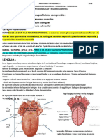 7 - ANATOMIA TOPOGRAFICA Glososupra, Lengua, Pterigomaz, Cigomatic, SL Y SM