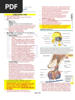 LIGHT - Endo Pituitary Gland