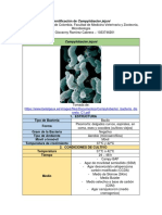 Campylobacter Jejuni