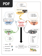 Mapa Mental Organos de Los Sentidos