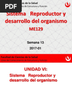 Sistema Reproductor Masculino PDF