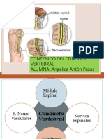 Contenido Del Conducto Vertebral