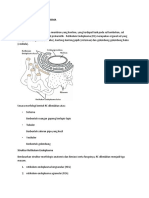 Retikulum Endoplasma