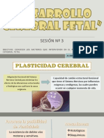 Sesión Nº3 Desarrollo Cerebral Fetal