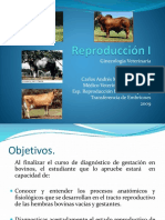 Ginecología Veterinaria