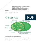 EVALUACION Informe 12