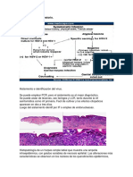 DX VHS, Vvz. CMV, Veb, Poxvirus - Dotx