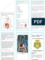 Triptico Sistema Digestivo