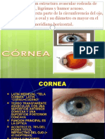 Cornea