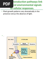 Plant Growth Patterns Vary Dramatically in The Presence Versus The Absence of Light