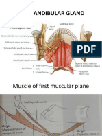 Submandibular Gland Anatomy