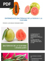 Enfermedades Bacterianas de La Papaya y La Guayaba