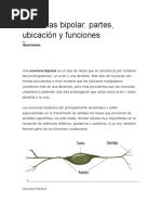 Neuronas Bipolares