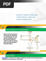 Catabolic Pathways Chapter28