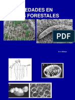 Enfermedades en Viveros Forestales