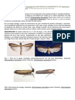 BIOLOGIA de Elasmopalpus Lignosellus en UNA PARCELA EXPERIMENTAL de Saccharum Officinarum