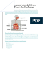 Tugas Syifa Sistem Pencernaan Manusia