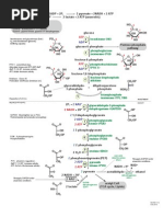 Glycolysis Schematic 2010