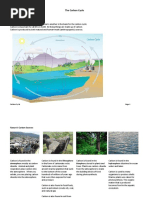 Carbon Cycle