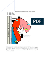 Periodoncia Generalidades