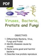 Viruses Bacteria Protists and Fungi