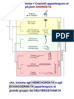 Cladogrammi