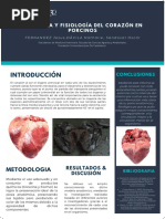 Anatomia Del Corazón