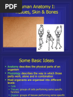 Human Anatomy I: Tissues, Skin & Bones