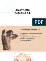 Resumen de Musculos Del Abdomen UPAO