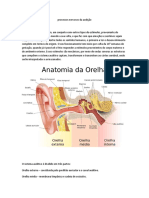 Anatomia Da Orelha