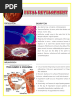 Fetal Development