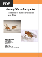 Relatório Final PDF Drosophila Melanogaster Nota - 19 Val