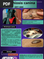 Ehrlichiosis Canina