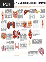 Infografia Un Viaje Por El Cuerpo Humano PDF