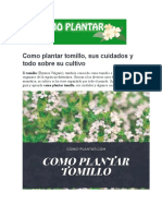 Como Plantar Tomillo, Sus Cuidados y Todo Sobre Su Cultivo