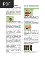 Cómo Tocar La Mandolina