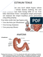 Intestinum Tenue