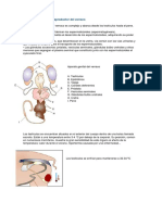 Anatomía Del Aparato Reproductor Del Verraco