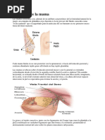 Anatomía de La Mama