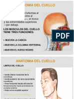 Anatomia Del Cuello