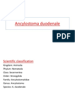 Ancylostoma Duodenale