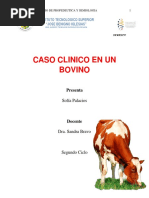 Caso Clinico Bovino