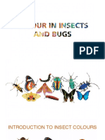 Insects and Bugs Color Presentation