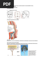 Resumen Clase Anatomia Facial - Smas