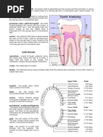 Tooth Structure