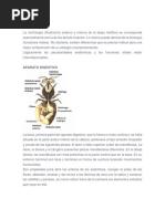 Anatomia Apicola 2